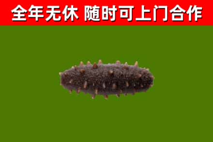 武隆回收海参干